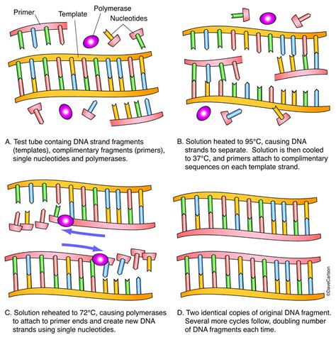 Polymerase Chain Reaction Pcr Carlson Stock Art