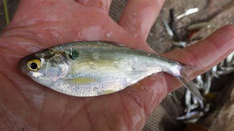 Gizzard Shad Photo Credit John Olson Iowa Dnr Bionet Flickr