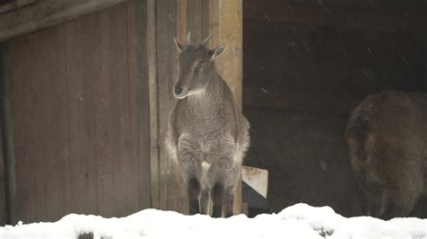 Video of Siberian ibex in snow 35140574 Stock Video at Vecteezy