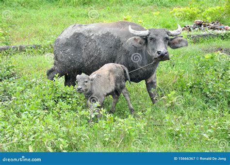 Carabao Stock Image 16382743