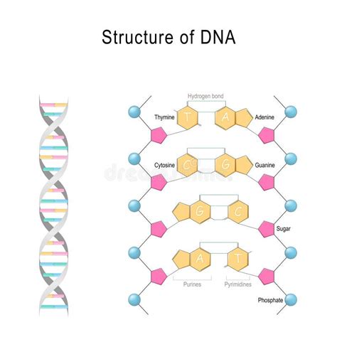 DNA Structure Vector Diagram Stock Vector Illustration Of Info