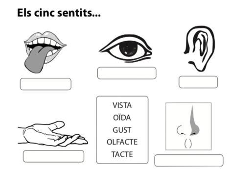 Ficha Online De Els Cinc Sentits Para Grade Puedes Hacer Los