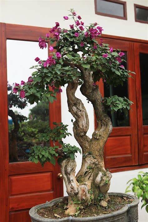 Thỏa Sức Sáng Tạo Với Cây Bông Giấy Bonsai đẹp Mẫu Cây Trang Trí Tuyệt đẹp