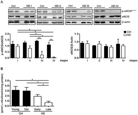 A Representative Immunoblotting Of Enos Phosphorylation At Serine Download Scientific Diagram