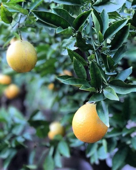 Pin By Alena Angelava On Still Life Still Life Picture Orange