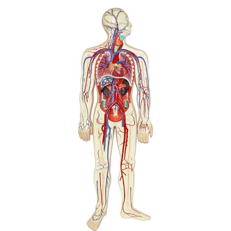 Walter Human Circulatory System - Circulatory System - Human Anatomy ...