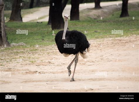 an ostrich running Stock Photo - Alamy