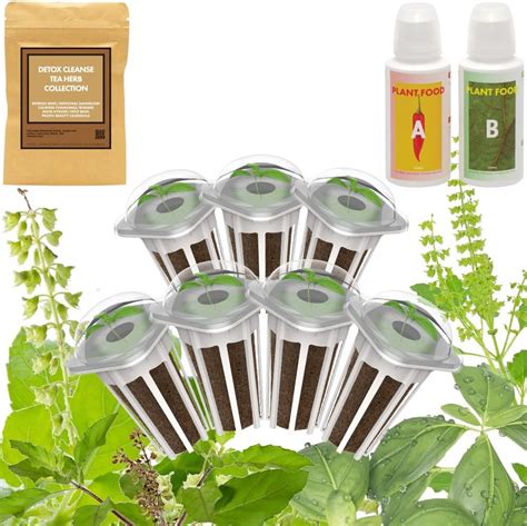 Herbal Tea Seeds Pods Kit Plant Compatible With Aerogarden