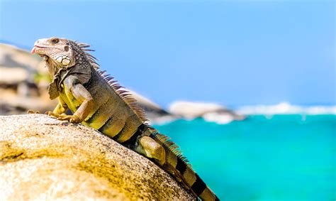 Tayrona National Park wildlife location in Colombia, Latin America | Wildlife Worldwide