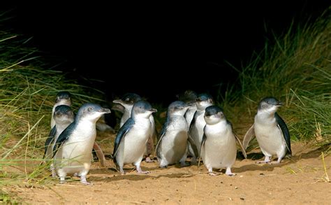 Watch Penguin Parade Live from Phillip Island for FREE at home