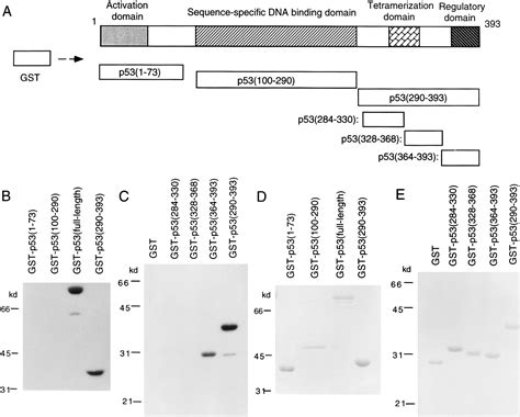 Activation Of P53 Sequence Specific DNA Binding By Acetylation Of The