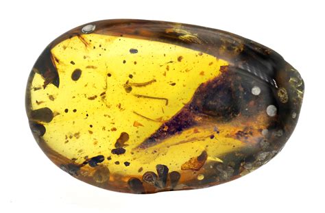 Preserved Dinosaur