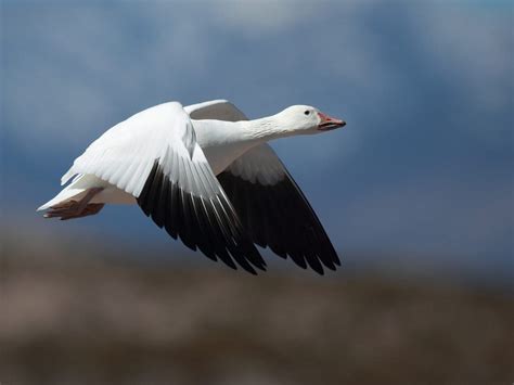 Snow Geese Migration A Complete Guide Birdfact