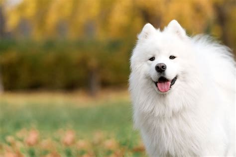Most Expensive Dog Breeds