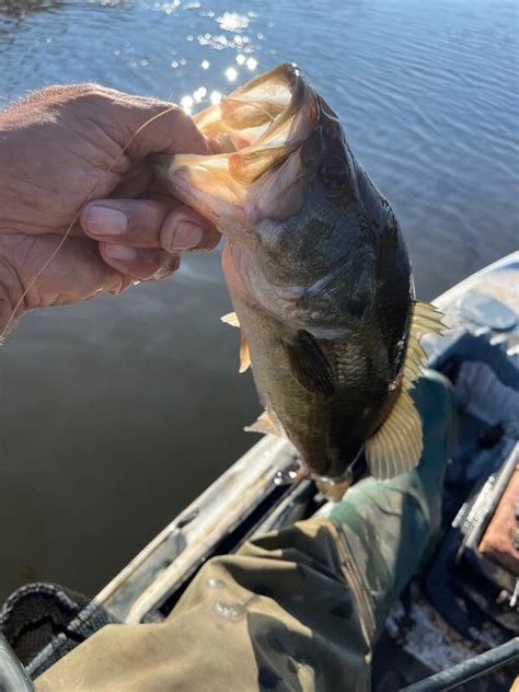 Kayak Report For Swan Creek Stick Marsh