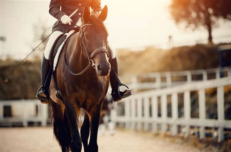 700 Male Horse Names - HorseNameIdeas.com