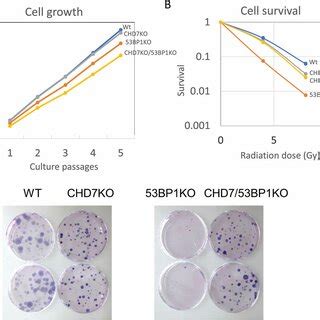 Targeted Disruption Of Chd And Or Bp Changes Cell Growth And