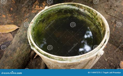 A Plastic Tub with Mosquito Nest Egg on Fresh Water Cause Malaria Stock ...