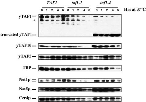 Analysis Of Transcript Levels In Wild Type Taf And Taf