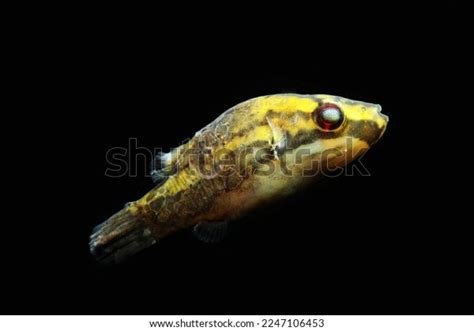 Fungus Fish Disease Stock Photos - 100 Images | Shutterstock