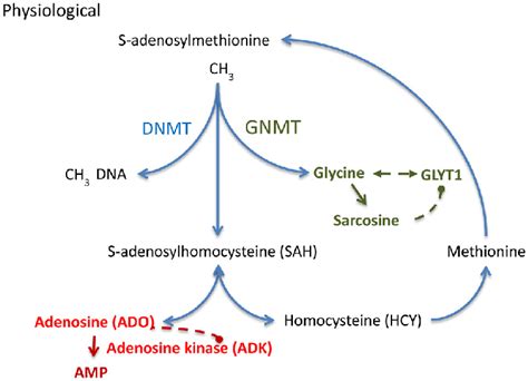 S Adenosylmethionine Sam Dependent Transmethylation Pathway Which