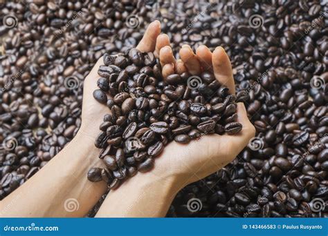 Woman Hands Holding Fresh Roasted Coffee Beans Stock Image Image Of