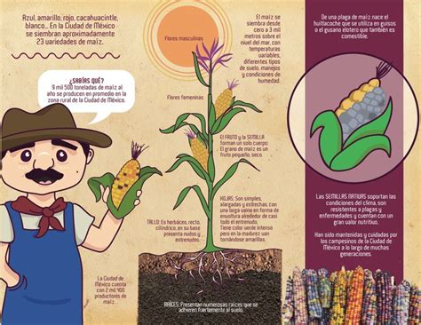 Triptico MaÍz Tríptico Texto Informativo Maiz