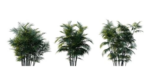 Premium PSD Set Of Palm Trees Isolated On A Transparent Background