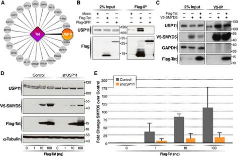 Smyd And Tat Interact With Usp A Network Representation Of The