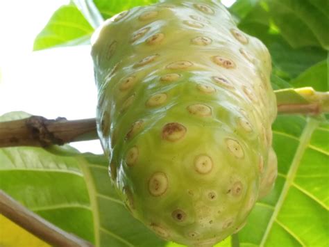 Mengkudu Morinda Citrifolia Ind Eng — Steemit