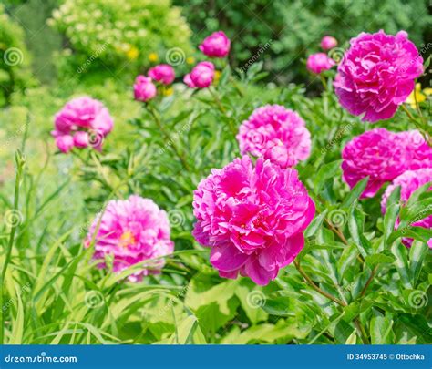 Pink Peony Flowers In The Garden Stock Image Image Of Colorful