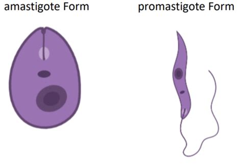 Protozoen 1 Karteikarten Quizlet