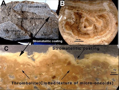 A) Clotted ooids as thrombolite surrounded fragment by oolitic ...