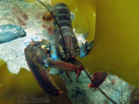[Press Release] Cracking the American Lobster Genome - GMGI