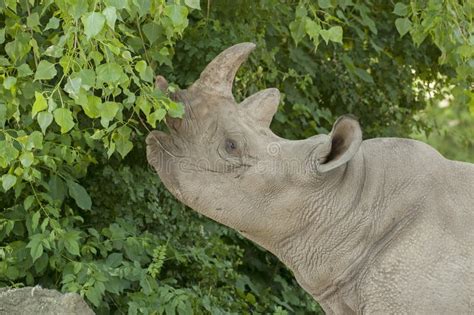 Black rhinoceros stock photo. Image of zoology, natural - 38094434