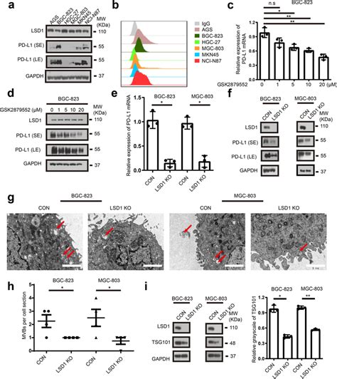 Inhibition Of Lsd Downregulates Pd L Gene Levels In Gc A And B