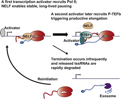 Stable Pausing By RNA Polymerase II Provides An Opportunity To Target