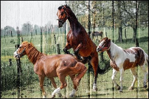 Horses Free Stock Photo Public Domain Pictures