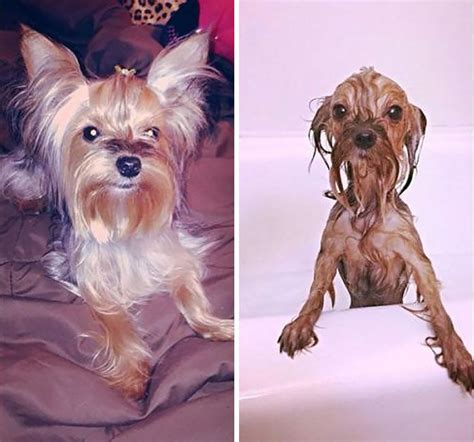 89 Funny Dog Pics Before And After A Bath Funny Dog Pictures Dog