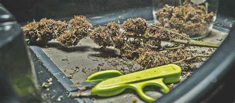 Cannabis Ernten Den Richtigen Zeitpunkt Finden Royal Queen Seeds