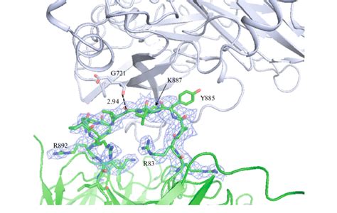 2fo Fc Electron Density Map For The 884 892 Loop The Cut Level Is 1σ