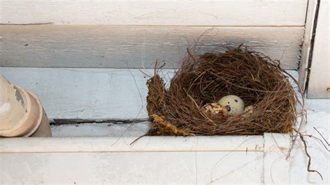 Clever Ways To Prevent Birds From Nesting Around Your House