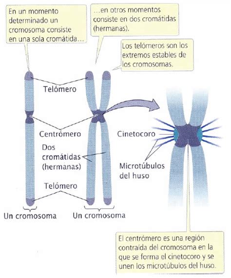 Cromosomas Y Adn Durante El Ciclo Celular Blog De Biología