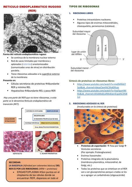 Ret Culo Endoplasm Tico Rugoso Lourdes Andrea Velarde Maquera Udocz