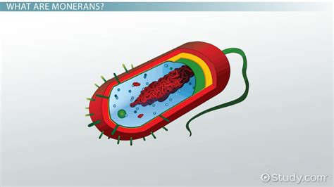 Monera Definition, Characteristics & Examples - Video & Lesson ...