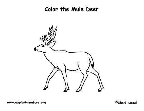 Mule Deer Coloring Coloring Pages