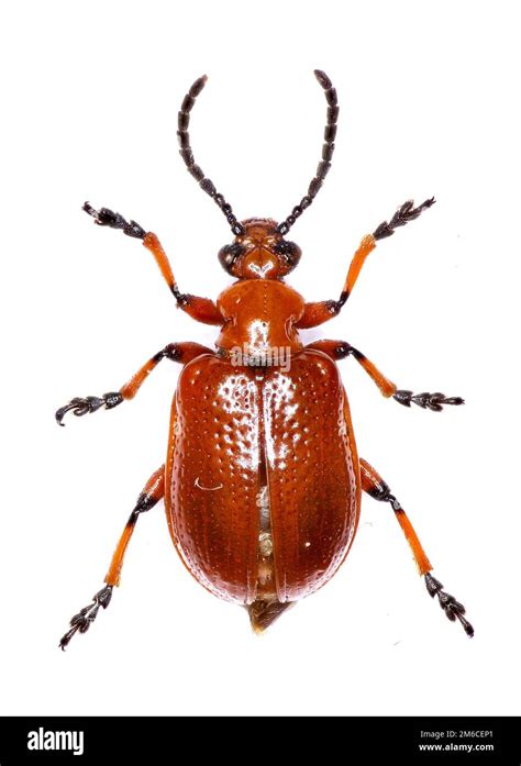 Shining Leaf Beetle On White Background Lilioceris Merdigera