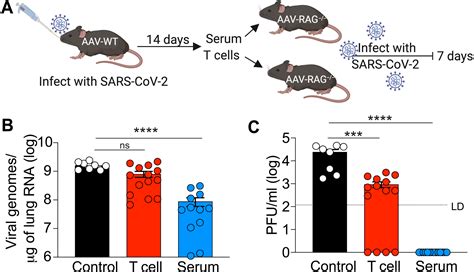 Adaptive Immune Determinants Of Viral Clearance And Protection In Mouse