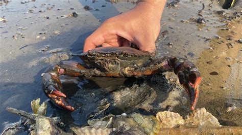 Wow So Big Crab Catching Crab After Low Tide Amazing Youtube