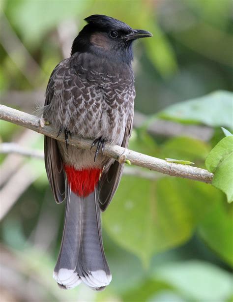 Red Vented Bulbul